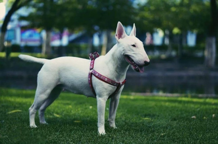 深圳禁养烈性犬图来了不按规定饲养处五千元罚款并没收犬只