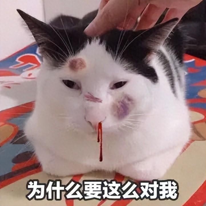 为什么不要轻易打猫这些后果你无法承受！