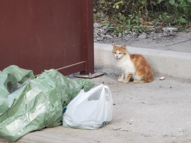 为什么不要轻易打猫这些后果你无法承受！