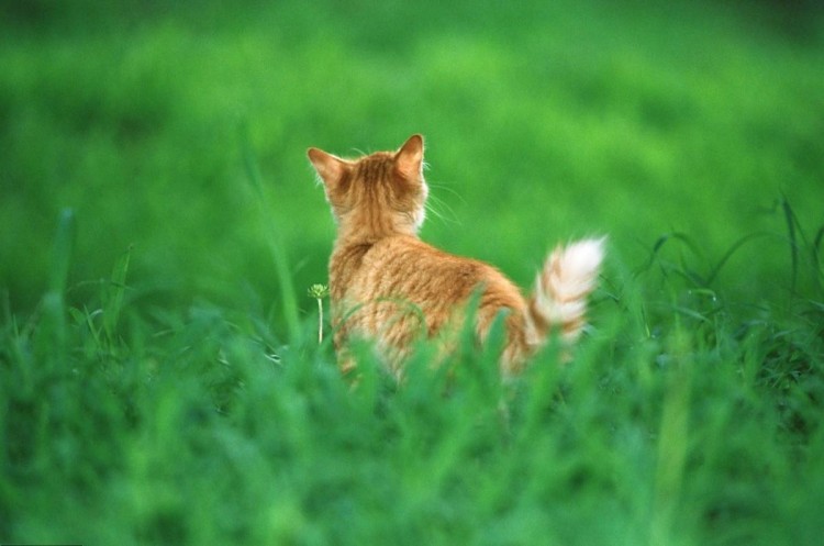 养猫的6个弊端会正确应对才是一名合格的铲屎官