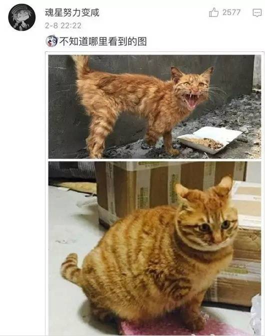 猫猫小时候VS长大后铲屎官们都开始怀疑人生了哈哈哈！