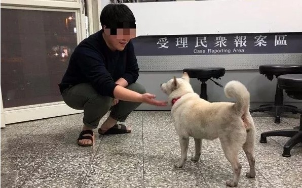 柴犬跑进警察局找主人才吃完一碗狗粮警察蜀黍就找回了主人