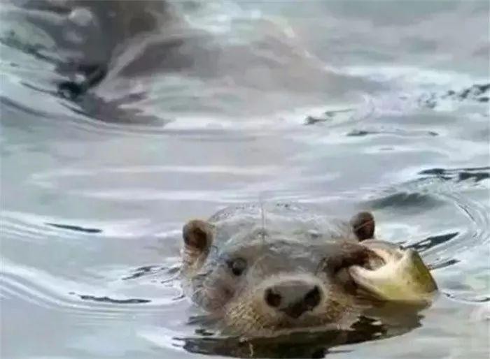 水獭肿着眼睛向人求助眼皮上还挂着大螃蟹场面一时很是尴尬！