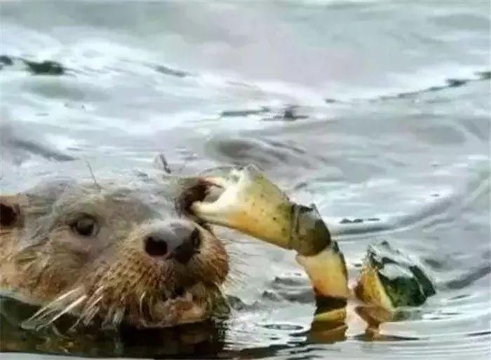 水獭肿着眼睛向人求助眼皮上还挂着大螃蟹场面一时很是尴尬！