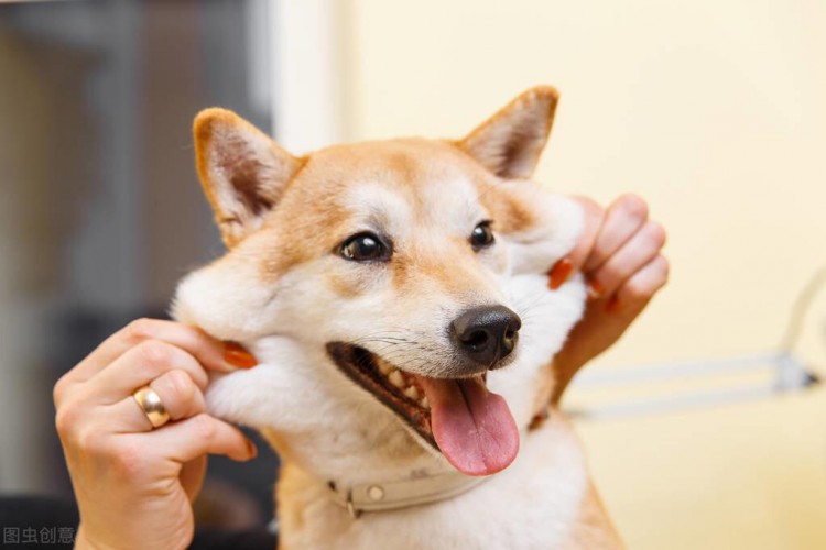 看完柴犬的这些优缺点你还有饲养的冲动吗