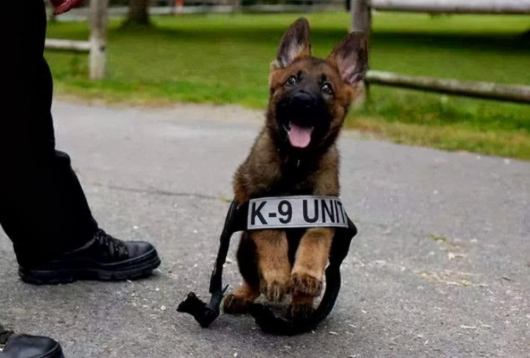 看完这些可爱的小警犬连上班的心思都没有了