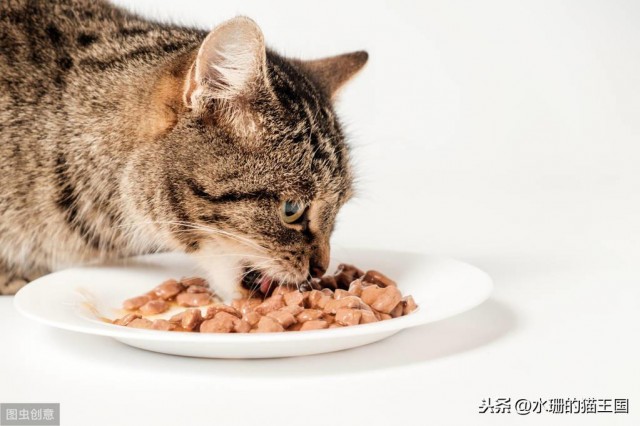 临期猫粮能买吗包装破损猫粮能给猫吃吗猫粮到底如何储存