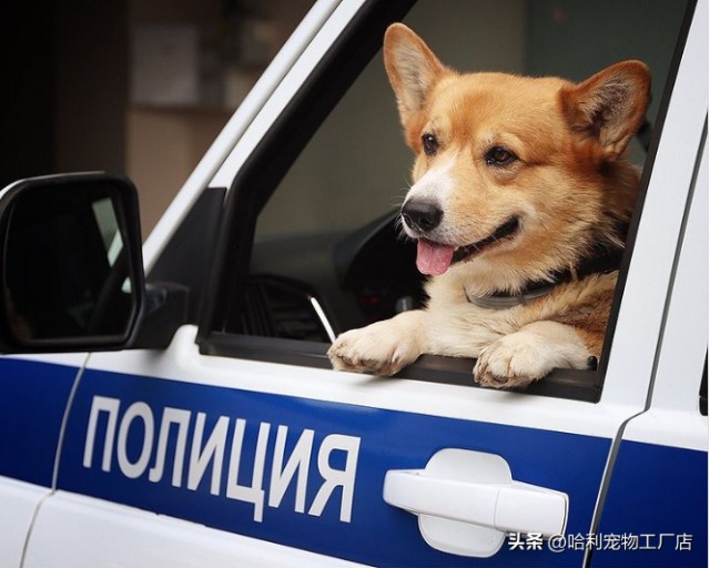 最低底盘警犬！俄罗斯超萌柯基警犬退休，短腿也可以反击前一天