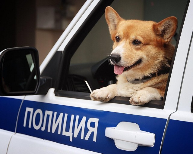 俄罗斯最牛的柯基警犬！别嘲笑小短腿，你不知道它有多厉害