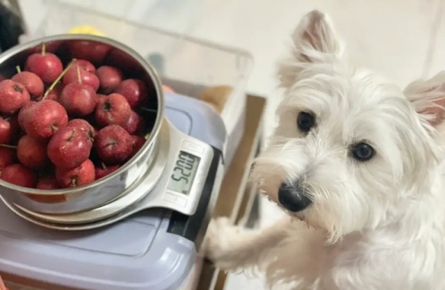 狗狗能吃山楂片零食吗喂食之前建议您看一看这里！