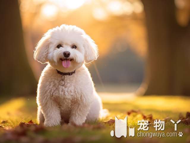 究竟谁才是世界上最可爱的小犬?