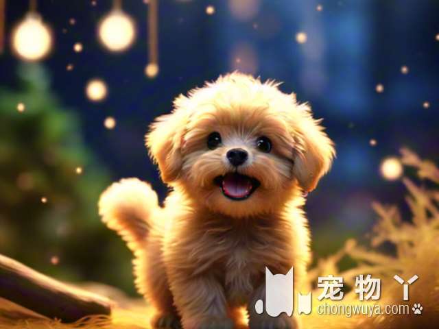 蝴蝶犬属于柯利犬吗？