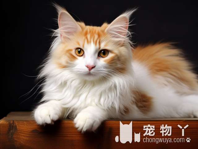 猫咪剃毛洗澡等了很久？烟台麦穗金宠物接送美容值得推荐吗?