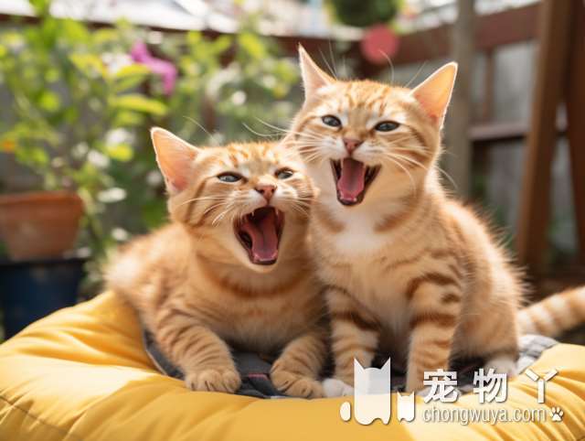 猫咪发情为什么总会叫？烟台森群动物医院给出答案!